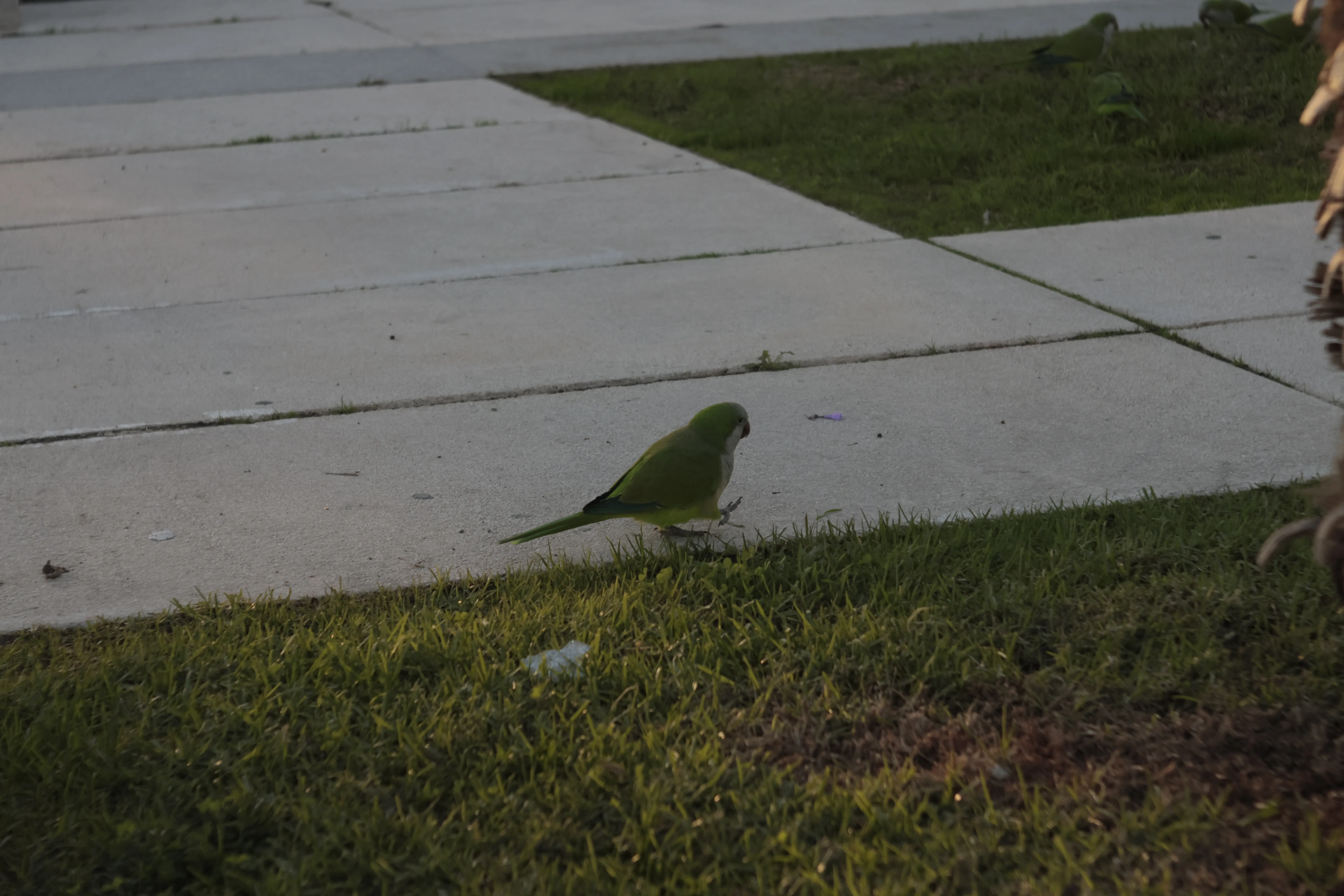 Industar-50-2 50mm f3.5 (M42) - _I4A1369.webp